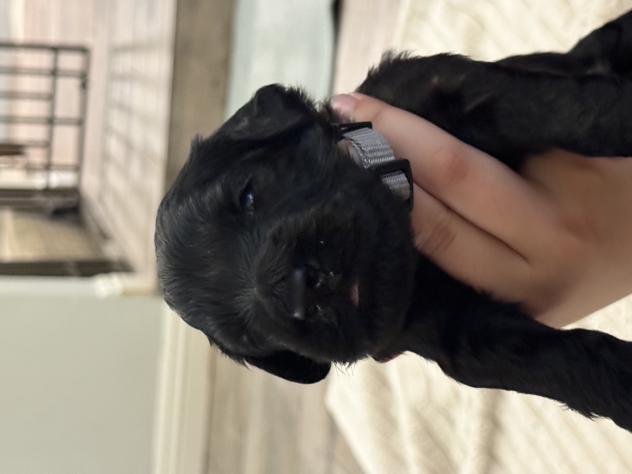 Gray Boy Giant Schnoodle puppy